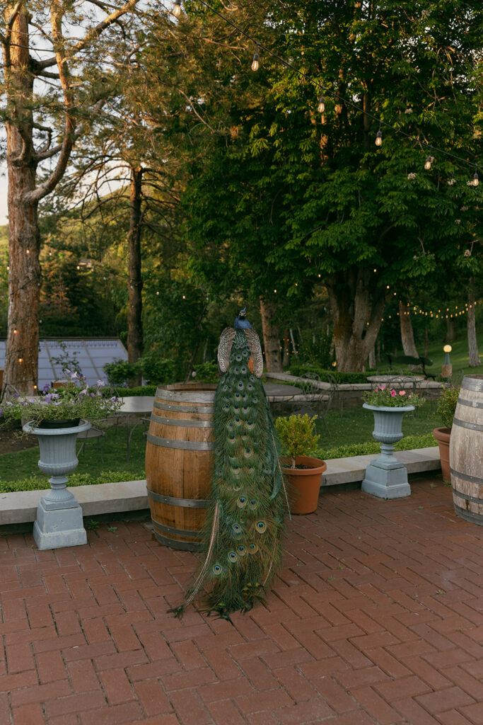 A peacock perched between wine barrels in the garden courtyard